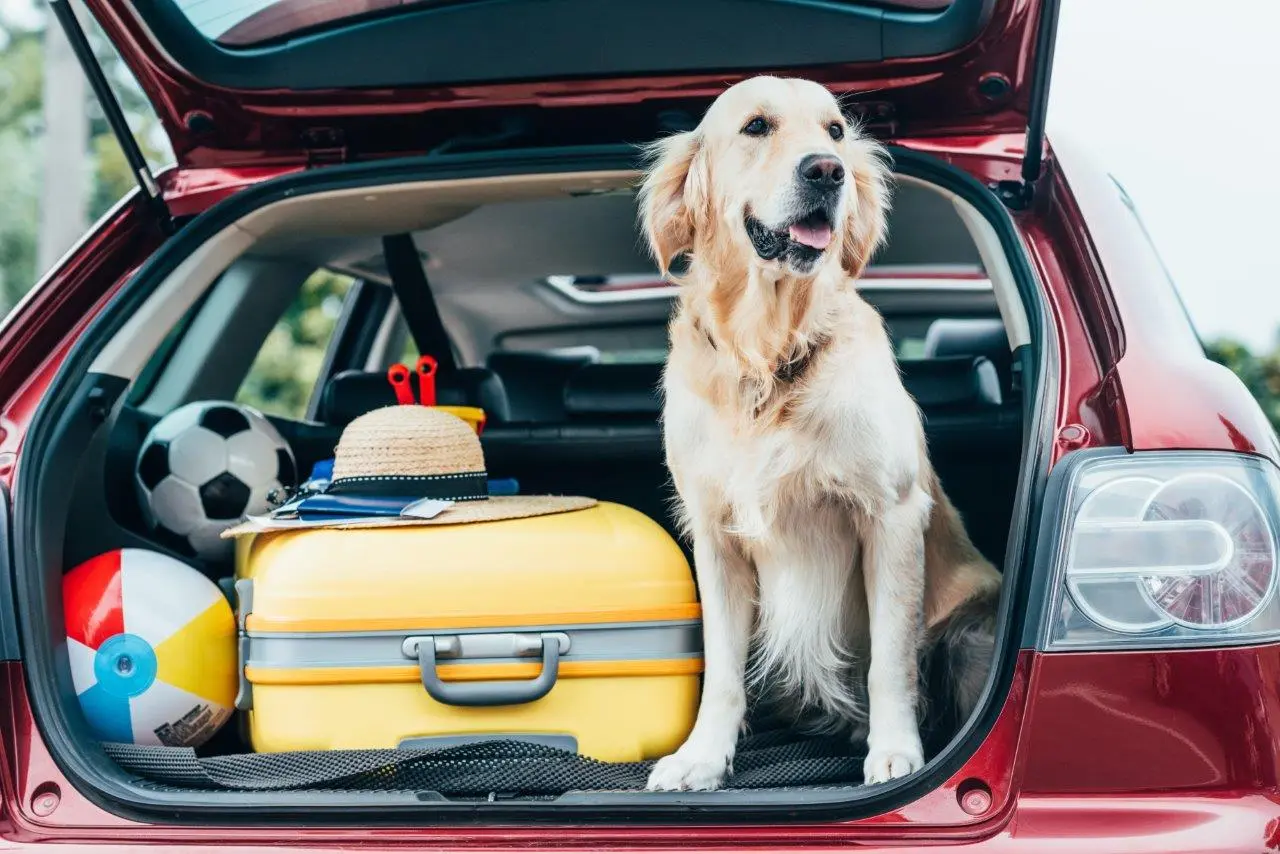 Top 5 Tips To Keep Your Car Clean And Your Pets Safe